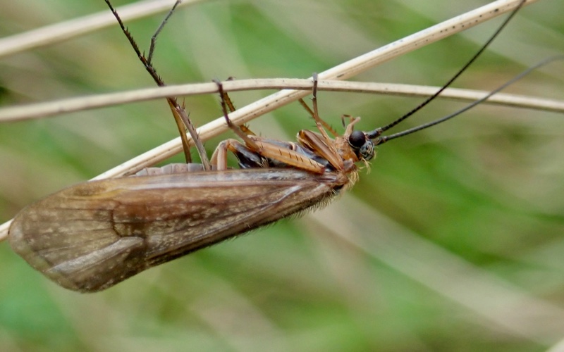 Caddis Fly - River Wharfe