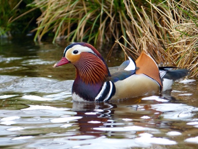 Mandarin Duck - River Wharfe